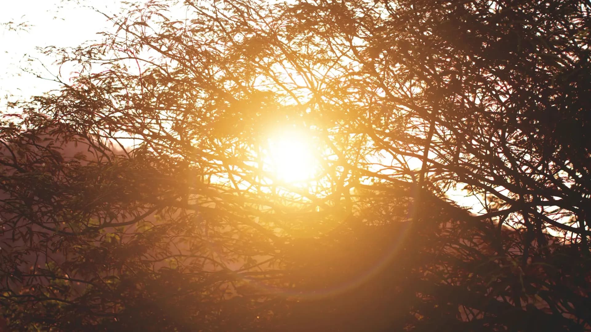 Warm golden sunlight streaming through the delicate branches of a backlit tree at sunset