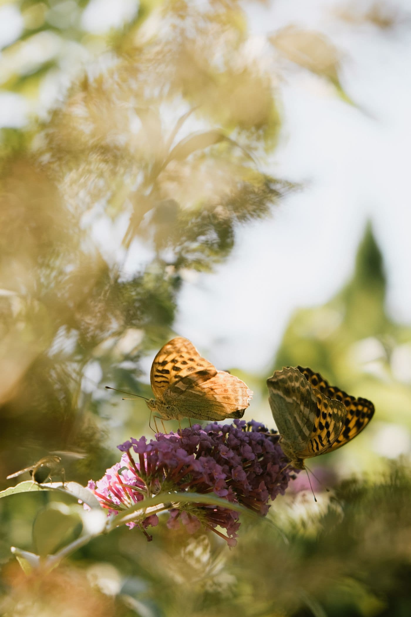 Two spotted butterflies resting together on a blooming flower