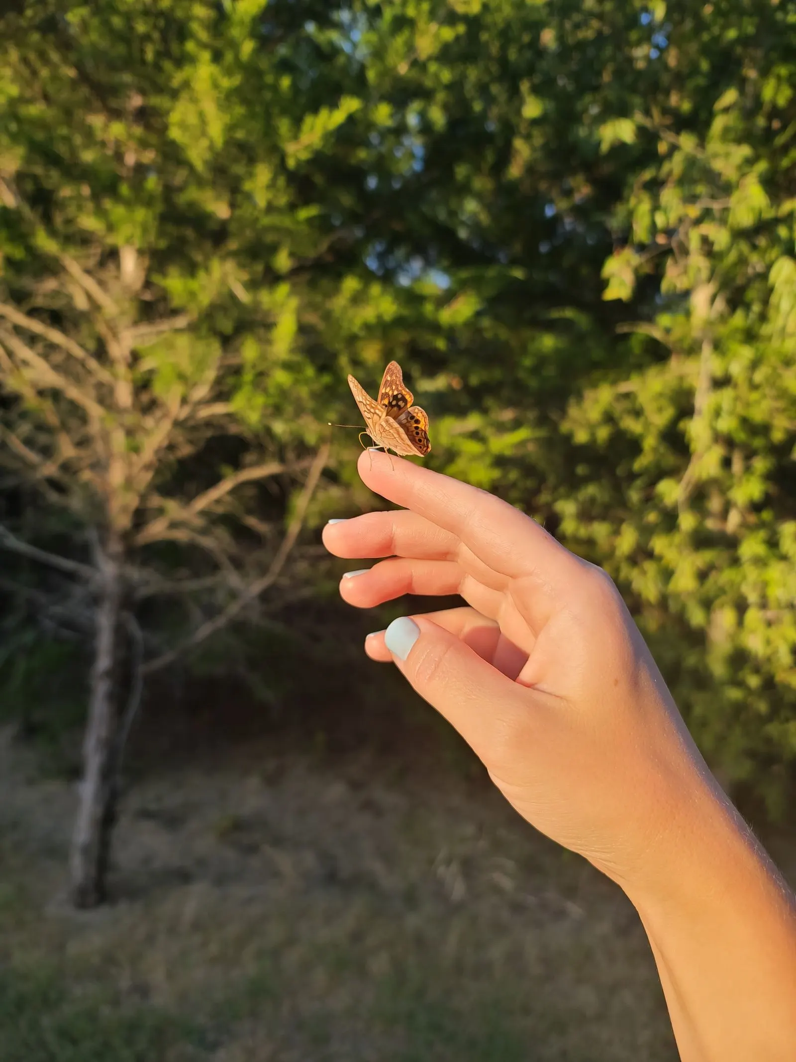A small butterfly resting on a woman's fingertip in golden afternoon light
