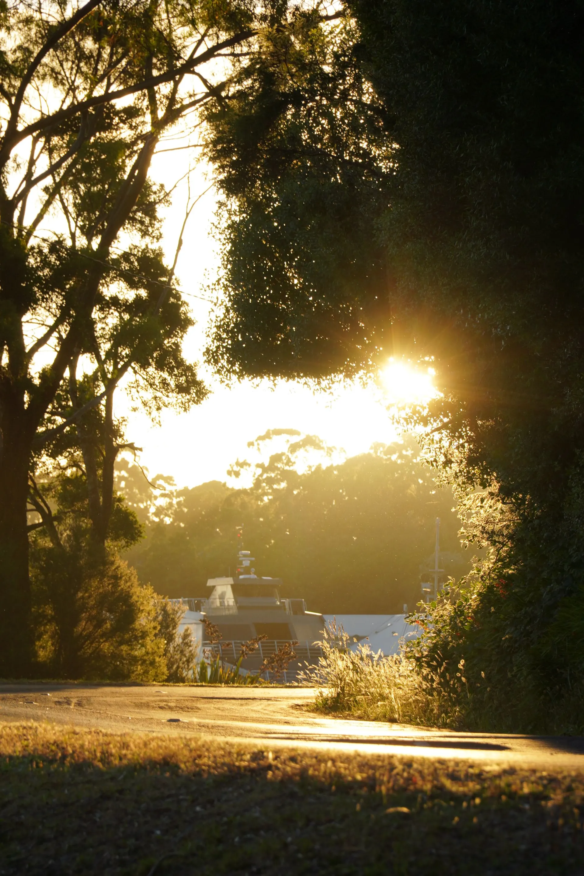 Golden sunlight shining through tall trees at sunrise
